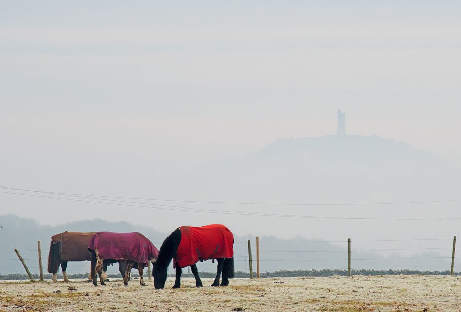 Horses grazing after a cold night, with Castle Hill (Huddersfield) peering out of the mist. 