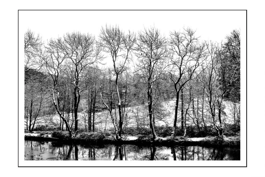 Trees in winter