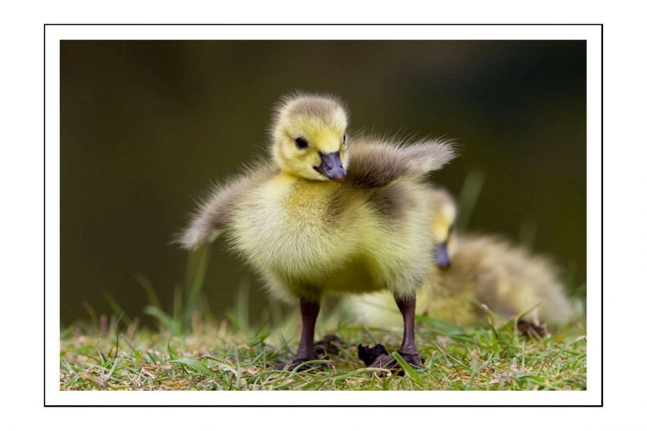 UK Wildlife - New born Gosling