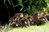 Late season ducklings near Holmfirth