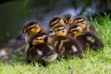 Late season ducklings near Holmfirth