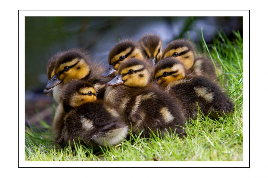 Late season ducklings near Holmfirth