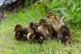 Late season ducklings near Holmfirth