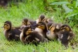 Late season ducklings near Holmfirth