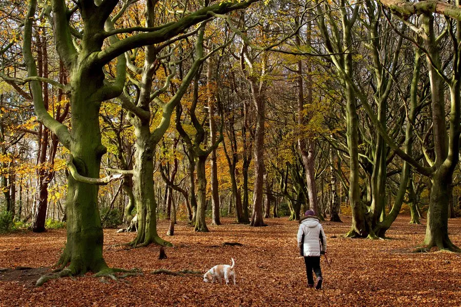 Dog Walker in the autumn woods Huddersfield, Yorkshire, UK