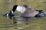 Canada Geese start the breeding season