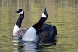 Canada Geese start the breeding season