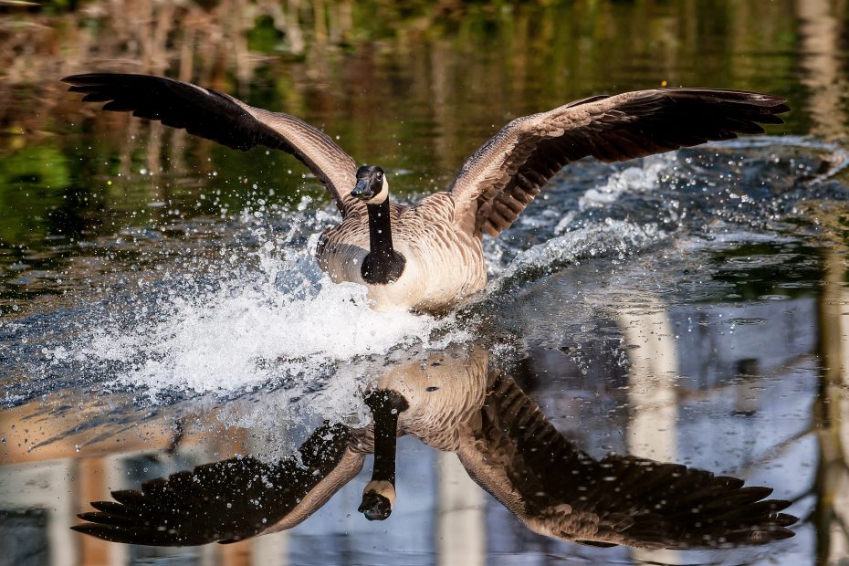 Canada Goose makes a splash landing
